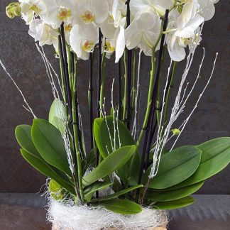 CENTRO DE PLANTAS CON 3 ORQUIDEAS